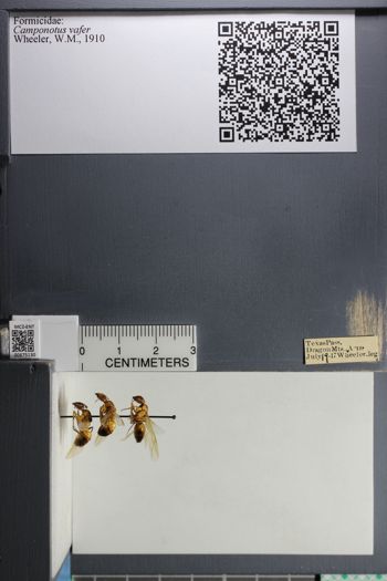 Media type: image; Entomology 675130